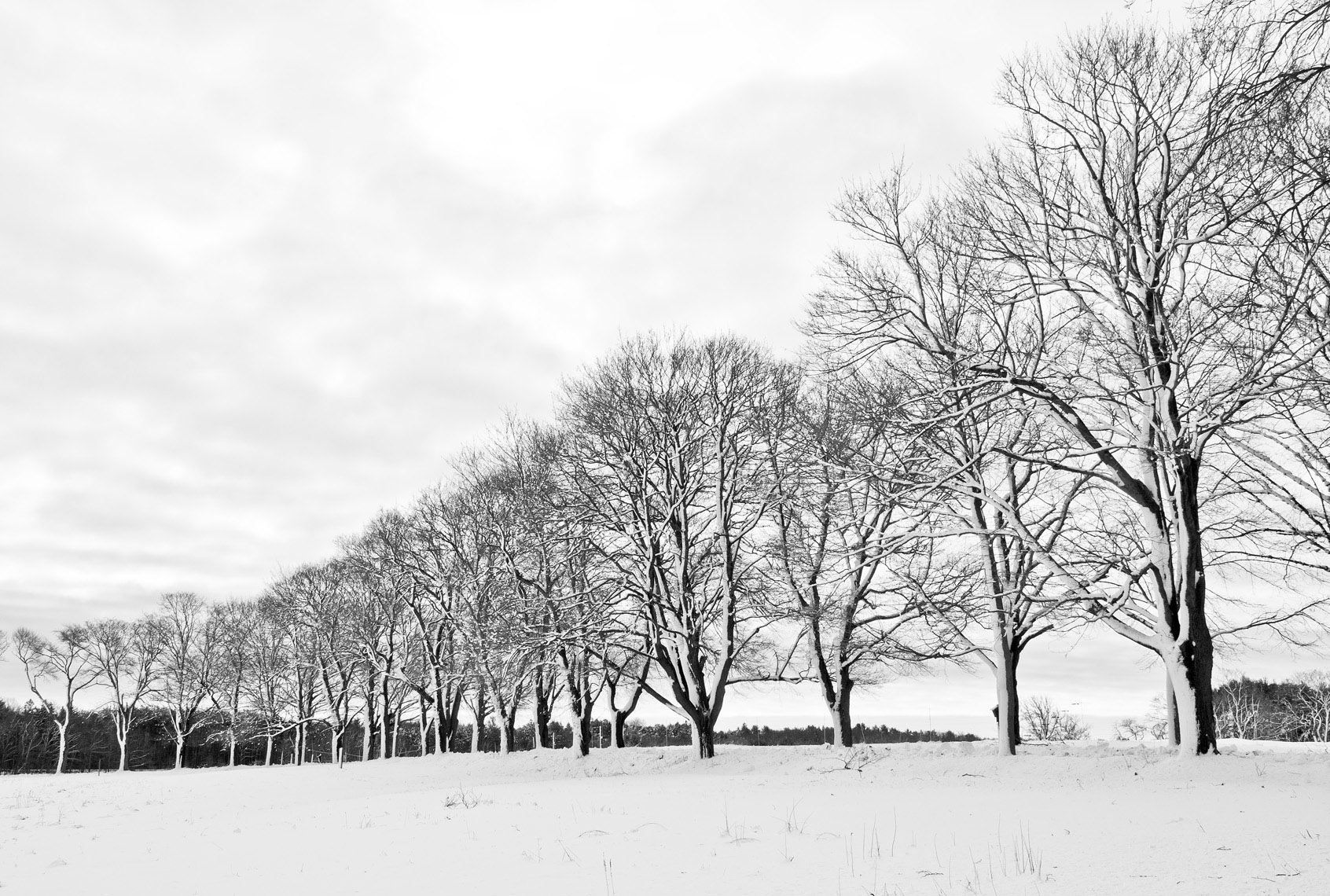 Appleton-Trees_Winter