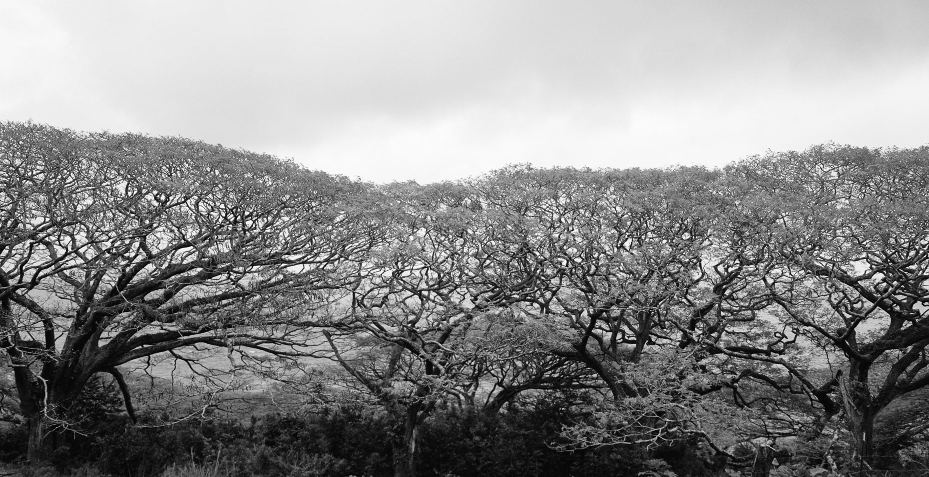 Monkey_Pod_Trees