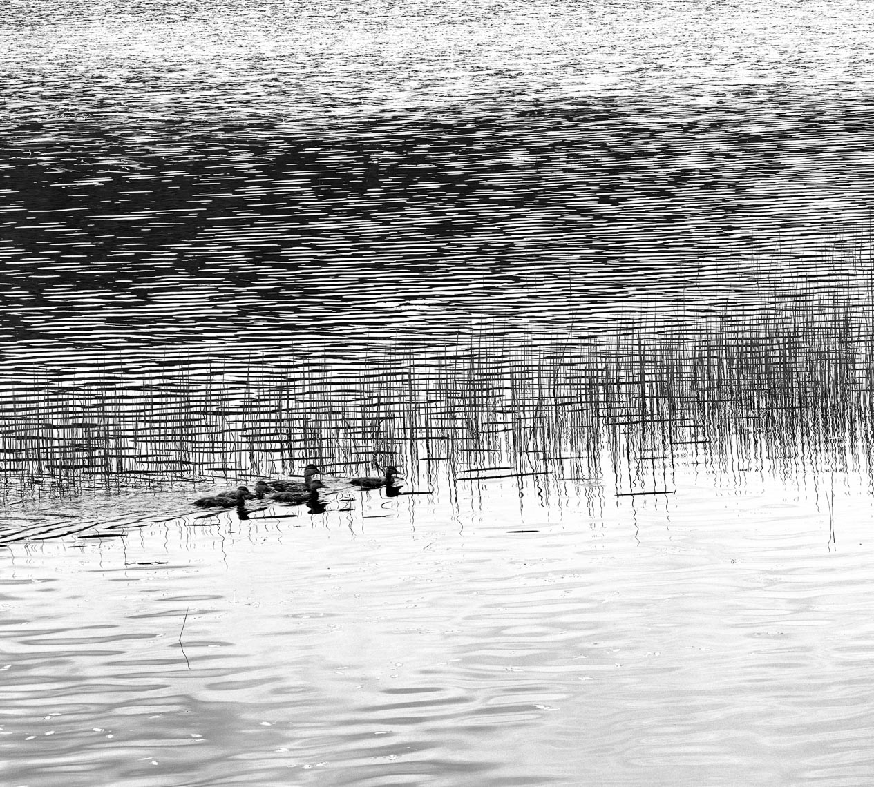 Mother-and-Ducklings_AcadiaNP_June-1999