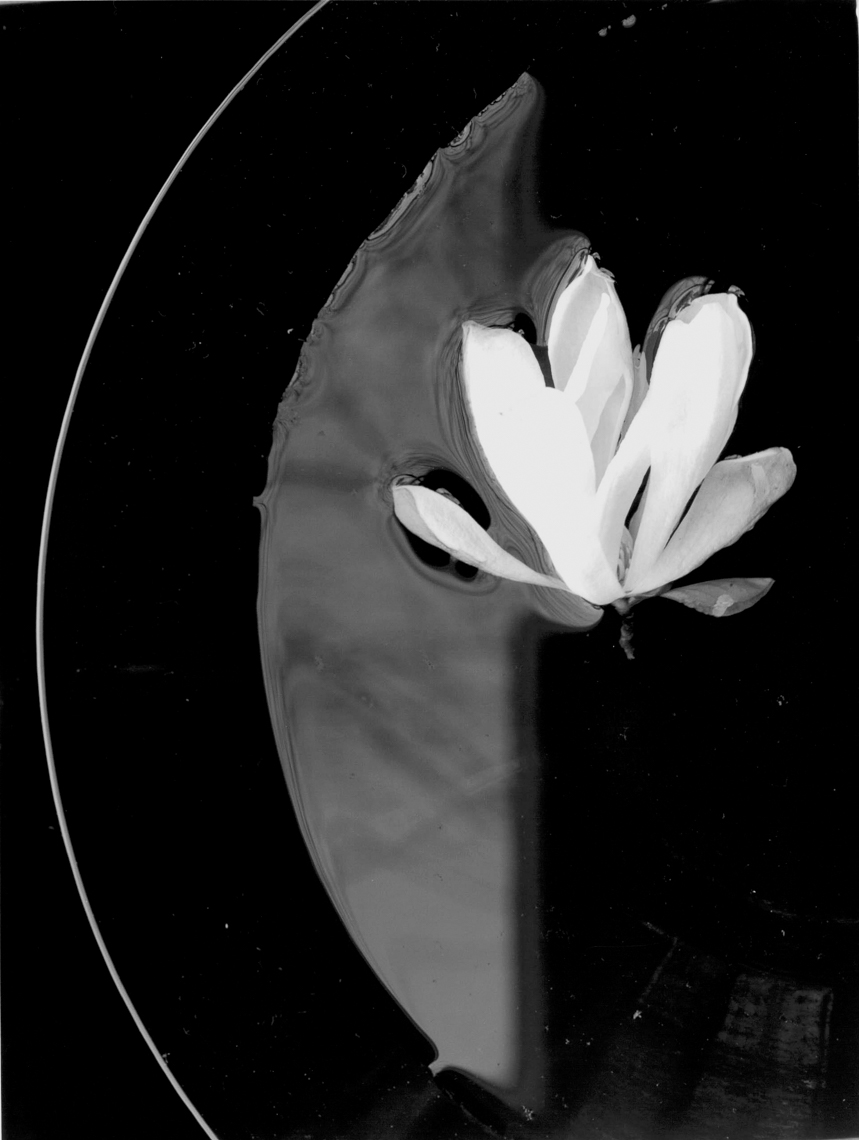 Star-Magnolia01_5-05