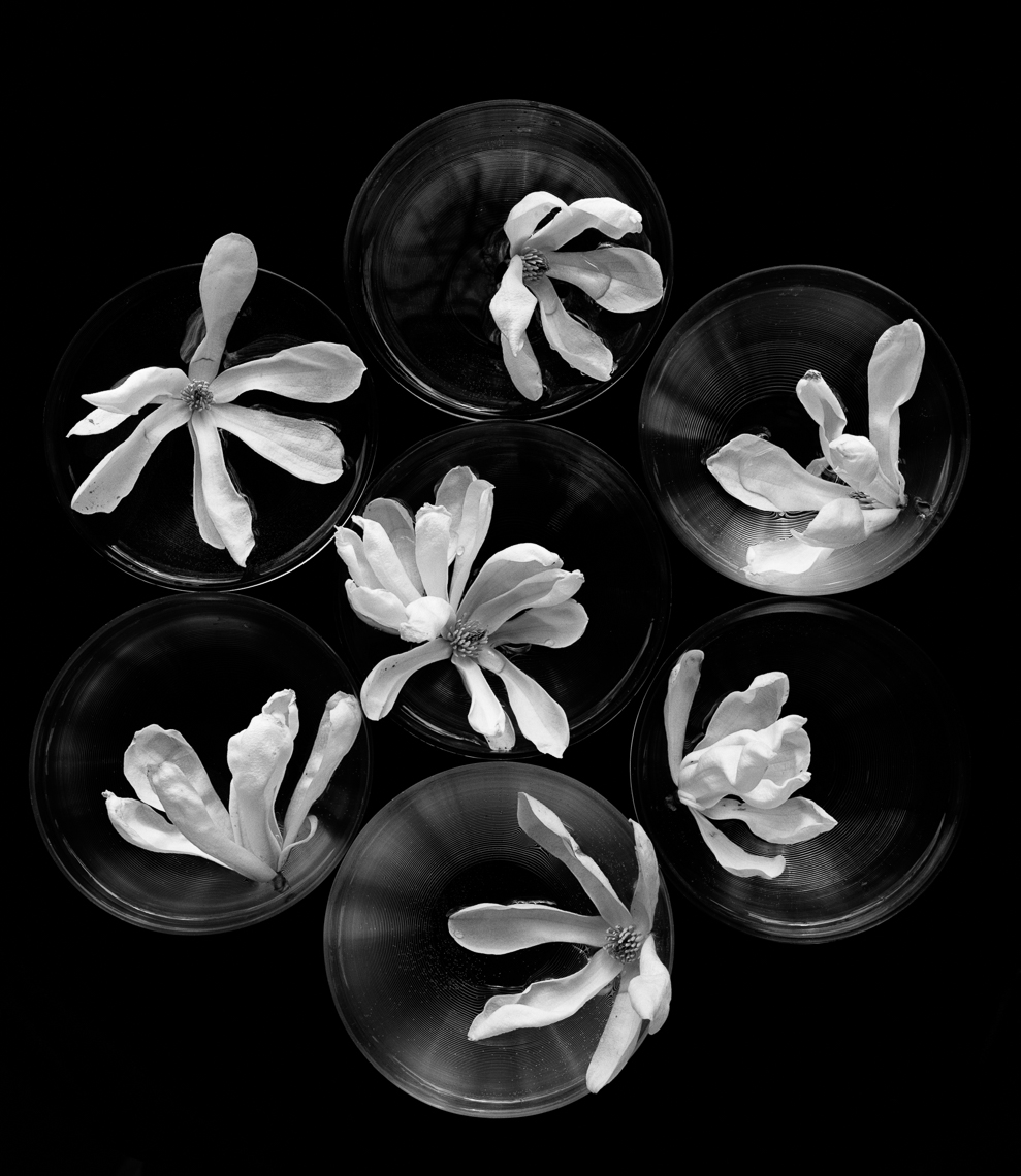 Still_Life_Star_Magnolias__Bowls