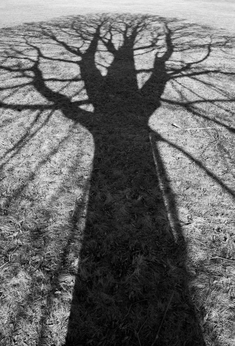 TreeShadow-2_1-2014_2