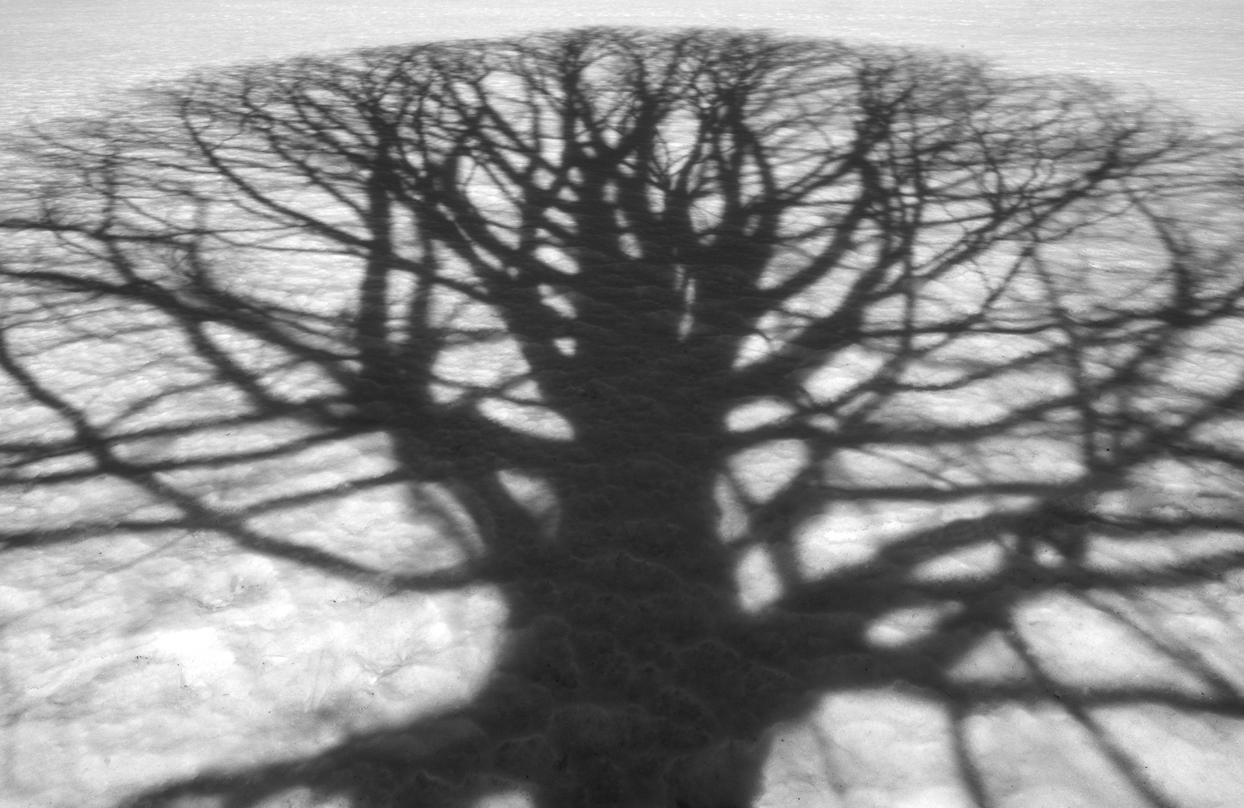 TreeShadow-3_Winter_Ipswich_3-2015