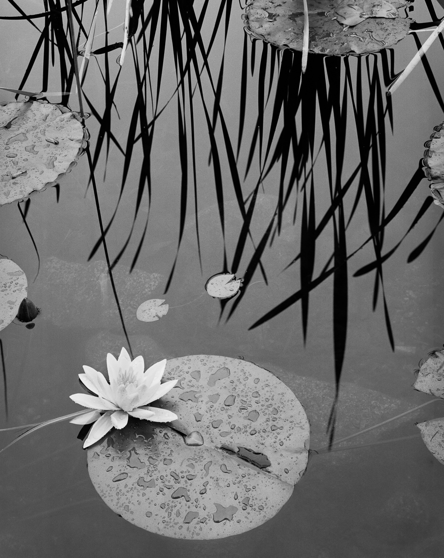Water_Lily_and_Plant_Shadows